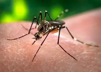 Município de Seara ultrapassa os 1,4 mil casos de dengue