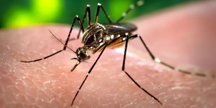 Município de Seara ultrapassa os 1,4 mil casos de dengue