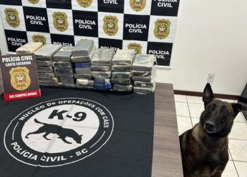 Operação Conjunta das Polícias Civil de Campos Novos e do Paraná, apreende drogas avaliadas em mais de R$ 1 milhão de reais