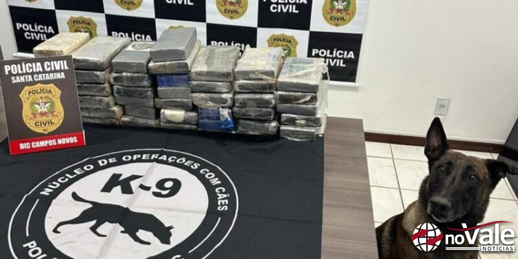 Operação Conjunta das Polícias Civil de Campos Novos e do Paraná, apreende drogas avaliadas em mais de R$ 1 milhão de reais