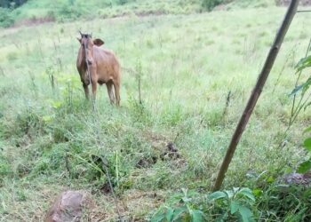 Tentativa de furto de novilha é registrada em propriedade rural de Ipira