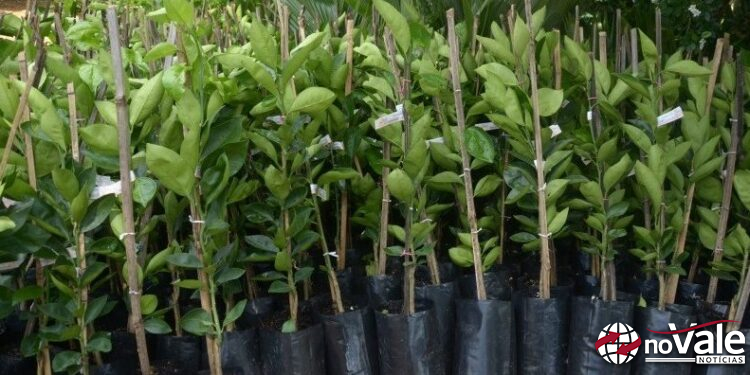 Agricultura de Ouro inicia Campanha de Compra Conjunta de Mudas