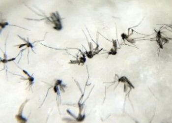 SC passa de 100 mortes por dengue em 2024 e ultrapassa número de óbitos do ano passado