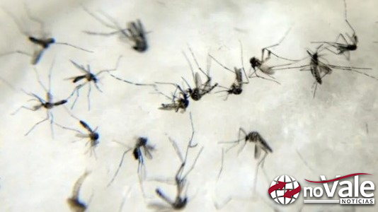 SC passa de 100 mortes por dengue em 2024 e ultrapassa número de óbitos do ano passado