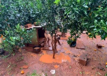 Homem é condenado por maus-tratos contra seu cachorro em Capinzal