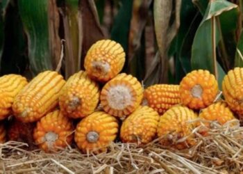 Câmara dos Deputados aprova redução de tributos para a cadeia produtiva do milho, inclusive óleo e farelo