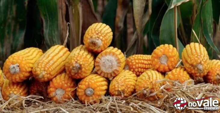 Câmara dos Deputados aprova redução de tributos para a cadeia produtiva do milho, inclusive óleo e farelo