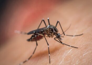 Casos de dengue em Capinzal sobem para 257