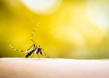 Sobe para 222 o número de pessoas contaminadas com Dengue em Capinzal