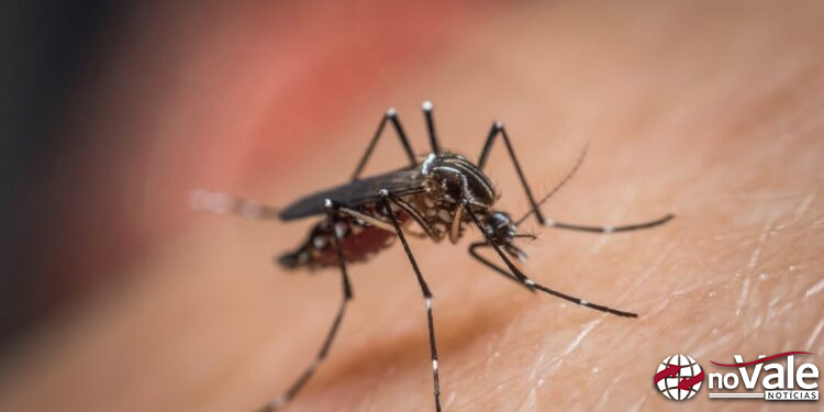 Casos de dengue em Capinzal sobem para 257