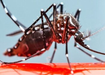 Aumenta para 244 o número de casos de dengue confirmados em Capinzal