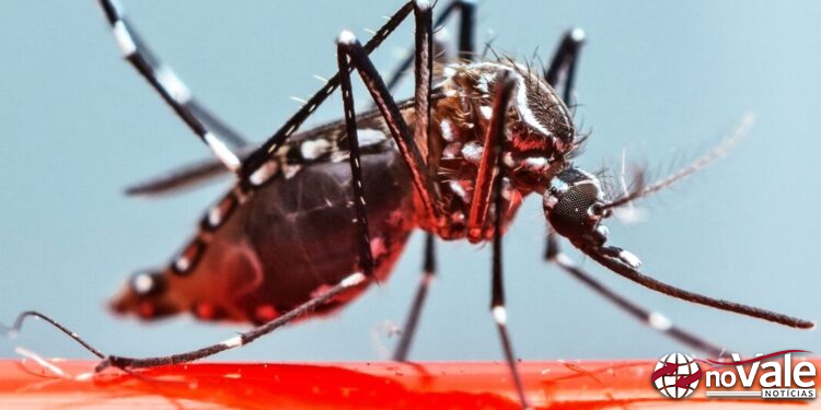 Aumenta para 244 o número de casos de dengue confirmados em Capinzal