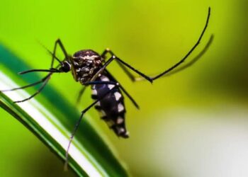 Capinzal chega a quase 200 casos confirmados de Dengue