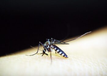 Capinzal confirma mais de 200 casos de dengue