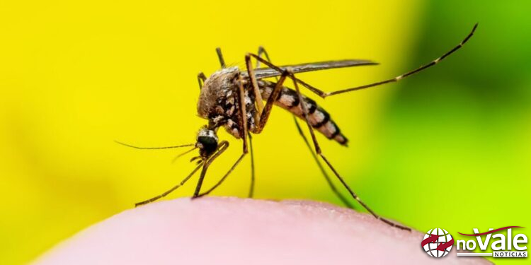 Secretaria da saúde confirma 282 casos de Dengue em Capinzal