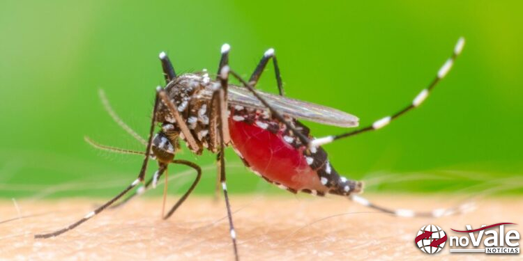 Capinzal ultrapassa 300 casos confirmados de Dengue