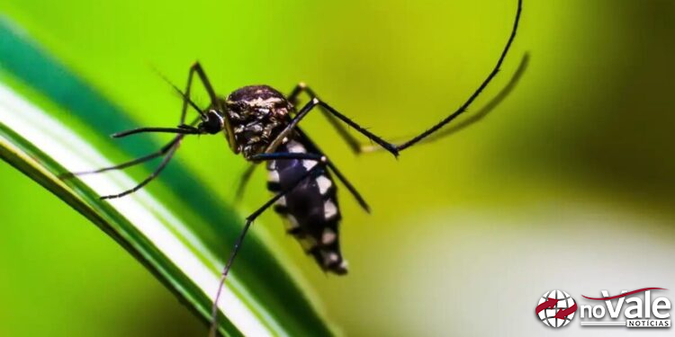 Capinzal chega a quase 200 casos confirmados de Dengue
