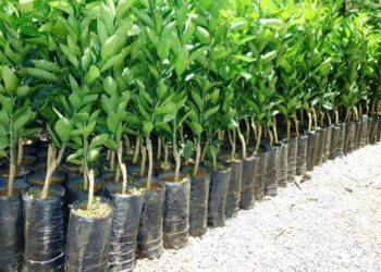 Secretaria de agricultura de Zortéa inicia campanha para compra conjunta de mudas frutíferas e ornamentais