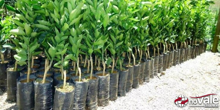Secretaria de agricultura de Zortéa inicia campanha para compra conjunta de mudas frutíferas e ornamentais