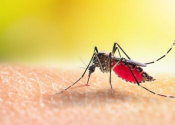 Casos de dengue continuam crescendo em Capinzal, Ouro e Zortéa