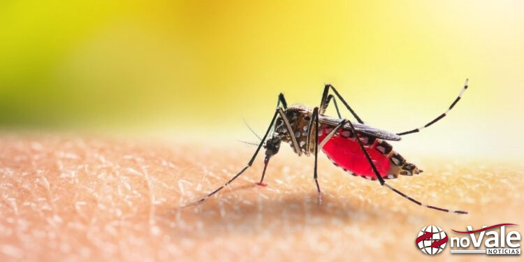 Casos de dengue continuam crescendo em Capinzal, Ouro e Zortéa