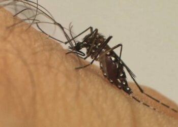 Capinzal e Ipira investigam caso suspeito de Chikungunya