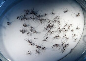 Propagação do Aedes aegypti eleva casos de dengue em Capinzal, Ouro e Zortéa