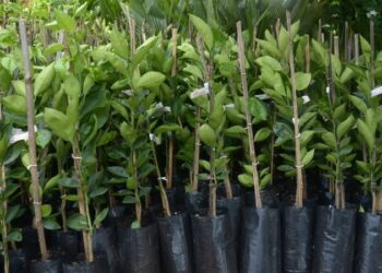 Últimos dias para reservar mudas frutíferas e ornamentais em Ouro