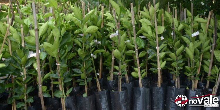 Últimos dias para reservar mudas frutíferas e ornamentais em Ouro