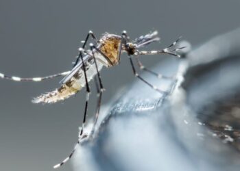 Aumento dos casos de dengue em Ouro e Zortéa