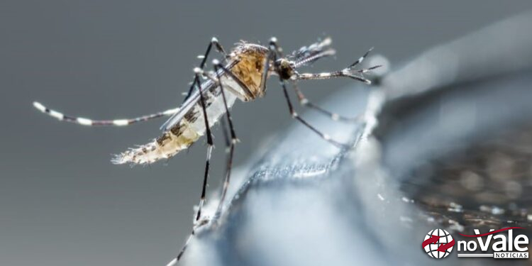 Aumento dos casos de dengue em Ouro e Zortéa