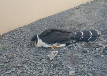 Bombeiros resgatam ave silvestre que colidiu em prédio em Ipira