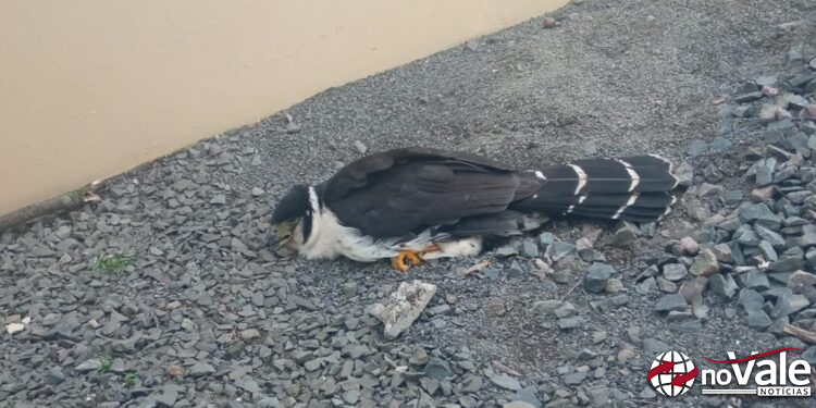 Bombeiros resgatam ave silvestre que colidiu em prédio em Ipira