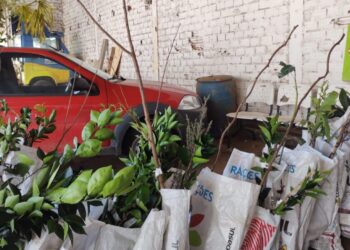 Secretaria de Agricultura de Ouro realiza entrega de mudas frutíferas e ornamentais no dia de hoje