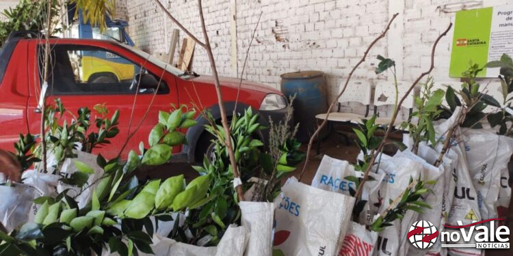 Secretaria de Agricultura de Ouro realiza entrega de mudas frutíferas e ornamentais no dia de hoje
