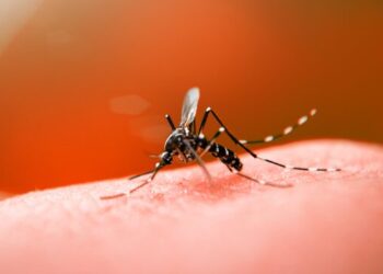 Capinzal registra 369 casos confirmados de Dengue; Ouro contabiliza 51