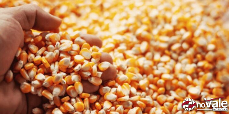 Epagri inicia Programa Troca-Troca de sementes de milho em Ouro