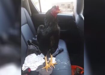 Homem é detido após ser flagrado com galo preso dentro de veículo em Capinzal