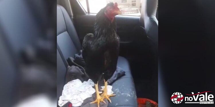 Homem é detido após ser flagrado com galo preso dentro de veículo em Capinzal