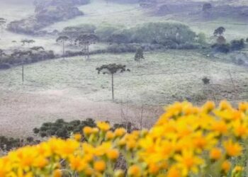 Massa de ar polar traz queda drástica nas temperaturas e pode causar geada em SC
