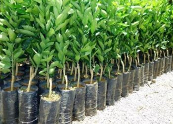 Reservas da Campanha de Compra Conjunta de Mudas Frutíferas e Ornamentais encerra nesta sexta em Zortéa