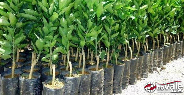 Reservas da Campanha de Compra Conjunta de Mudas Frutíferas e Ornamentais encerra nesta sexta em Zortéa