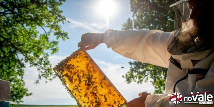 Produtores catarinenses de mel podem se inscrever no Prêmio Brasil Artesanal