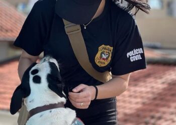 Polícia Civil lança portal para adoção de animais resgatados e vítimas de maus-tratos