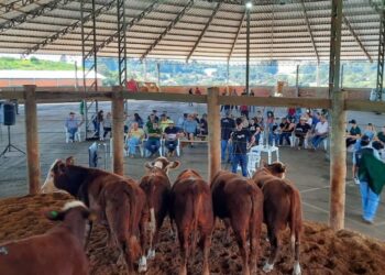 Sindicato Rural de Capinzal promove 9º Leilão de Gado Geral em Zortéa