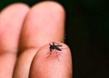Dengue avança em Capinzal, Ouro estabiliza, e Zortéa intensifica combate