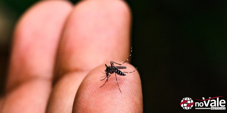 Dengue avança em Capinzal, Ouro estabiliza, e Zortéa intensifica combate
