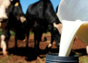 Produtores de Capinzal de Ouro podem se inscrever no programa Leite Bom a partir desta segunda-feira (17)