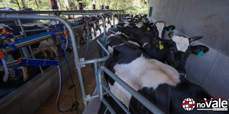 Programa Leite Bom SC entra na fase de elaboração de projetos para financiamento de investimentos no meio rural