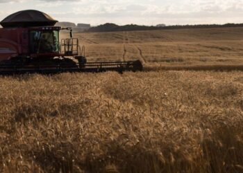 Safra 2023/2024 é estimada em 297,5 milhões de toneladas de grãos